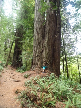 Hugging a Redwood